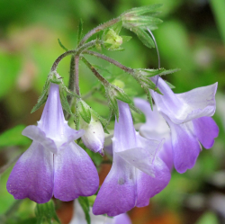 Photo taken in the Scott Creek watershed © 2011 Dylan Neubauer. 