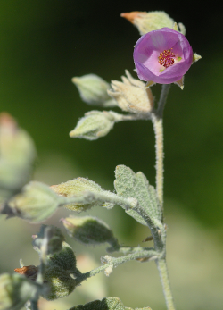 Photo taken west of San Antonio Reservoir, Monterey County © 2011 Chris Winchell. 