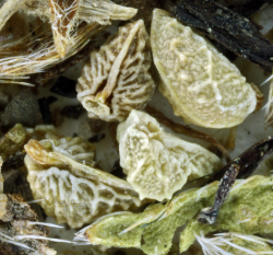 Photo of nutlets on herbarium specimen from Swanton area © Steve Matson. 