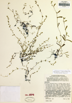 Photo of herbarium specimen from Swanton area © Steve Matson. 