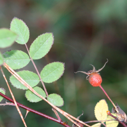 Photo taken at S. F. B. Morse Botanical Preserve, Del Monte Forest, Pebble Beach in mixed Monterey pine, oak, and redwood forest by Rod M. Yeager, MD © 2008.  