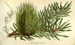 Santa Lucia fir (Abies bracteata), from Flore des Serres et des Jardins de l'Europe, Vol. 9, 1854–55. 