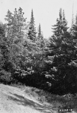 Santa Lucia fir (Abies bracteata), A. E. Wieslander Vegetation survey photo, Jamesburg Quad, July 24, 1929. Copyright © 2005 The Regents of the University of California. 