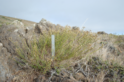 San Simeon baccharis, near Arroyo de la Cruz, 11 Aug 2011. Photograph © Chris Winchell. San Simeon baccharis, near Arroyo de la Cruz, 11 Aug 2011. Photograph © Chris Winchell.