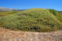 Arroyo de la Cruz manzanita, San Luis Obispo Co. Arroyo de la Cruz manzanita, San Luis Obispo Co.