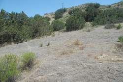 Indian Valley spineflower habitat of coarse soils in a juniper woodland, Highway 58, San Luis Obispo Co. Photo © June 15, 2011 Chris Winchell. Indian Valley spineflower habitat of coarse soils in a juniper woodland, Highway 58, San Luis Obispo Co. Photo © June 15, 2011 Chris Winchell.