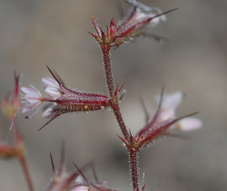 Indian Valley spineflower inflorescence, Highway 58, San Luis Obispo Co. Photo © June 15, 2011 Chris Winchell. Indian Valley spineflower inflorescence, Highway 58, San Luis Obispo Co. Photo © June 15, 2011 Chris Winchell.