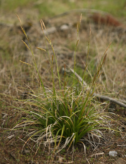 San Luis Obispo sedge (Carex obispoensis), a cespitose perennial herb. Cuesta Ridge Botanical Area, San Luis Obispo County, CA, 2 April 2006. Copyright © 2006 Steve Matson. 