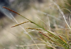 San Luis Obispo sedge (Carex obispoensis), inflorescence with staminate spikelet distally and lateral, androgynous spikelets. Cuesta Ridge Botanical Area, San Luis Obispo County, CA, 2 April 2006. Copyright © 2006 Steve Matson. 