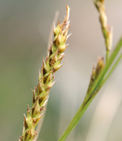 San Luis Obispo sedge (Carex obispoensis), close-up of lateral, androgynous spikelet. Cuesta Ridge Botanical Area, San Luis Obispo County, CA, 2 April 2006. Copyright © 2006 Steve Matson. 