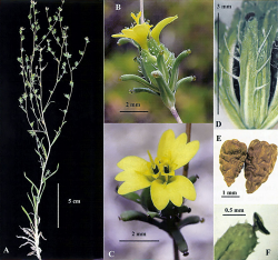 Small-flowered calycadenia (Calycadenia micrantha): A - Habit, B - flower head, lateral view, C - flower head from above, D - peduncle bract (appressed to flower head, E - ray cypselae, F - peduncle bract tip with tack-shaped gland (from Holotype, R. L. Carr 3801 [UC]). Copyright © Gerald D. Carr from Calycadenia micrantha webpage (see References). 