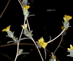 Small-flowered calycadenia (Calycadenia micrantha). Copyright © Gerald D. Carr from Calycadenia micrantha webpage (see References). 