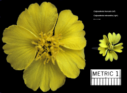 Comparison of flower heads of outcrossing Calycadenia truncata and self-compatible Calycadenia micrantha Copyright © Gerald D. Carr from Calycadenia micrantha webpage (see References). 