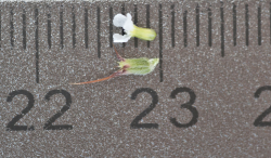 Straight-awned spineflower (Chorizanthe rectispina) flower, San Luis Obispo County, April 26, 2013. Photo © 2013 Chris Winchell. Straight-awned spineflower (Chorizanthe rectispina) flower, San Luis Obispo County, April 26, 2013. Photo © 2013 Chris Winchell.