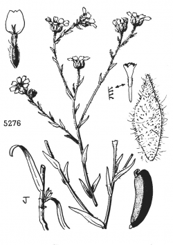 Hall’s tarweed (Deinandra halliana). Illustration from Abrams and Ferris, Vol. 4, 1960. Hall’s tarweed (Deinandra halliana). Illustration from Abrams and Ferris, Vol. 4, 1960.