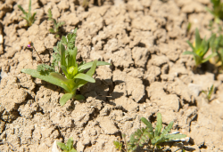 Hall’s tarweed (Deinandra halliana) seedling. Tumey Hills (Fresno County, CA), March 11, 2017. Copyright © 2017 Chris Winchell. Hall’s tarweed (Deinandra halliana) seedling. Tumey Hills (Fresno County, CA), March 11, 2017. Copyright © 2017 Chris Winchell.