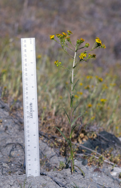 Hall’s tarweed (Deinandra halliana) growth habit. Vicinity of Parkfield (San Luis Obispo County, CA), March 28, 2013. Copyright © 2015 Chris Winchell. Hall’s tarweed (Deinandra halliana) growth habit. Vicinity of Parkfield (San Luis Obispo County, CA), March 28, 2013. Copyright © 2015 Chris Winchell.