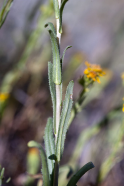 Hall’s tarweed (Deinandra halliana) stem and leaves. Vicinity of Parkfield (San Luis Obispo County, CA), March 28, 2013. Copyright © 2015 Chris Winchell. Hall’s tarweed (Deinandra halliana) stem and leaves. Vicinity of Parkfield (San Luis Obispo County, CA), March 28, 2013. Copyright © 2015 Chris Winchell.