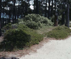 The Presidio of Monterey, under Monterey pine. The low mounded shrubs are A. hookeri ssp. hookeri. 