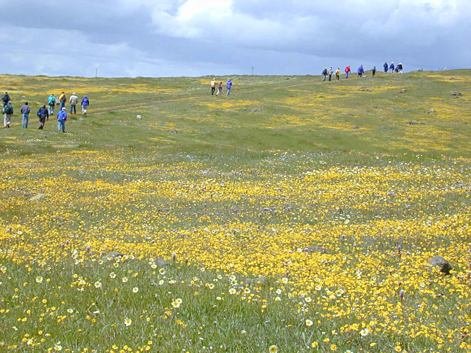 Coyote Ridge Serpentine Grasslands Field Trip program image