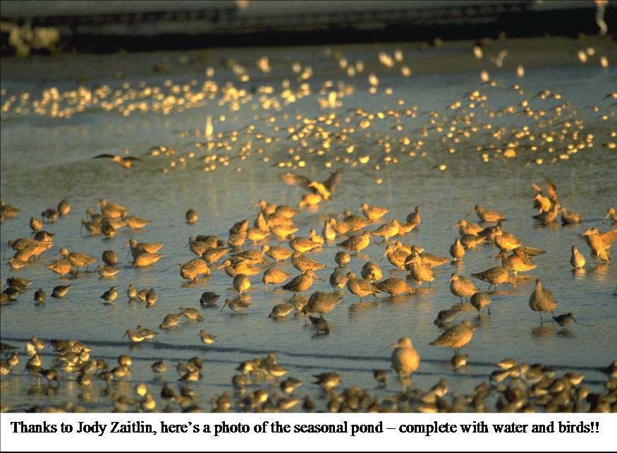 Martin Luther King Shoreline Tidal Wetland Restoration Field Trip program image