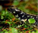 California Tiger Salamander Workshop - special emphasis on sampling/surveying upland habitats program image