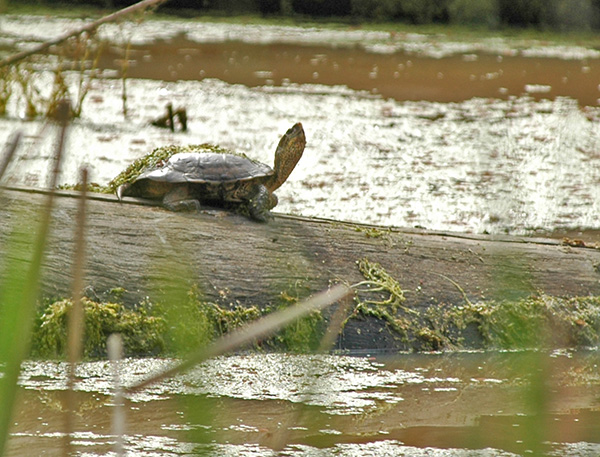  Western Pond Turtle Workshop 2012 program image