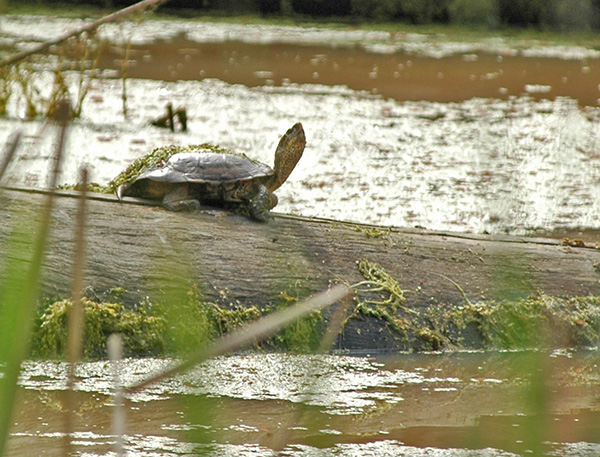 Western Pond Turtle Workshop 2012 program image