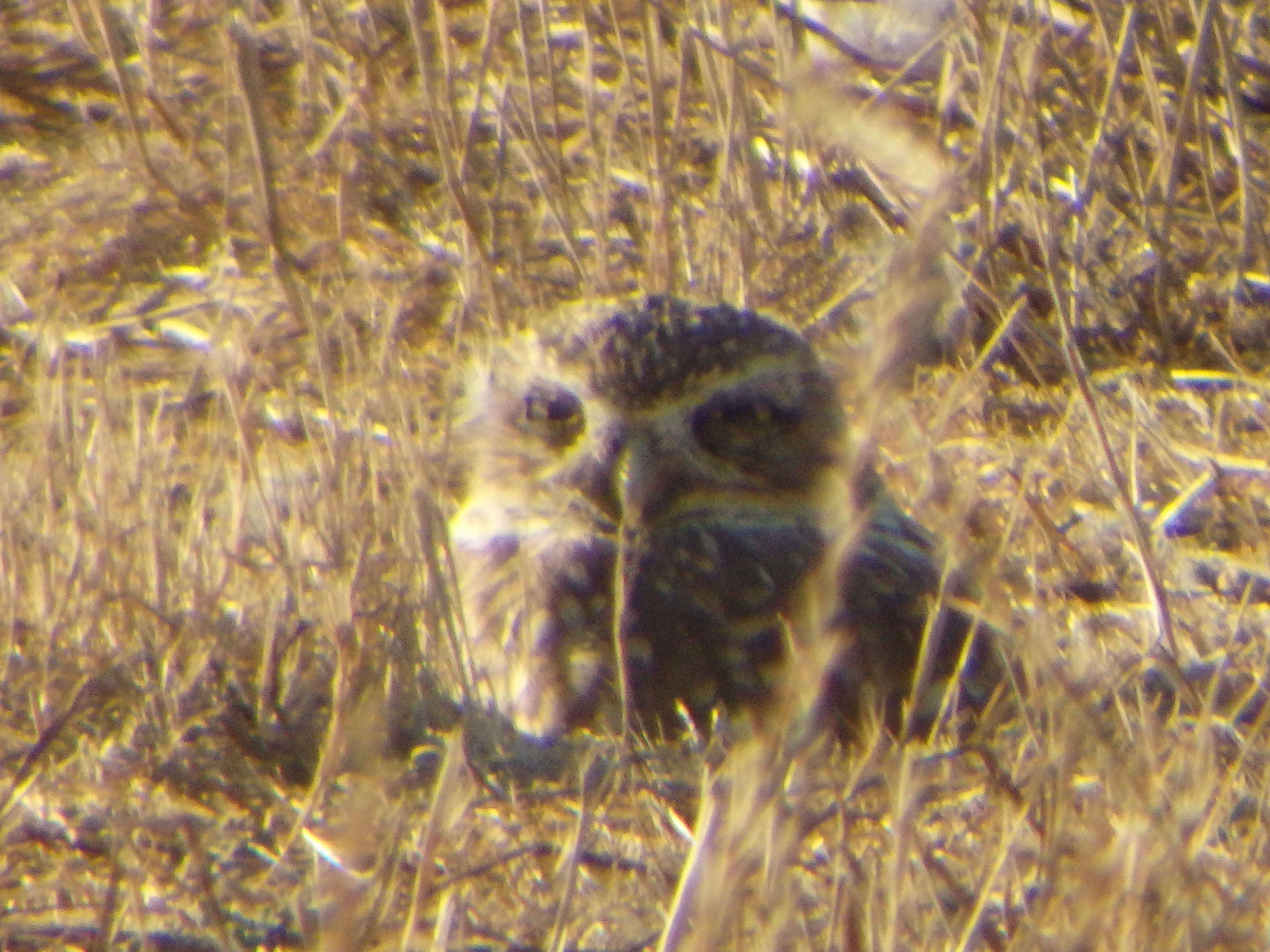 Western Burrowing Owl Workshop 2014 program image