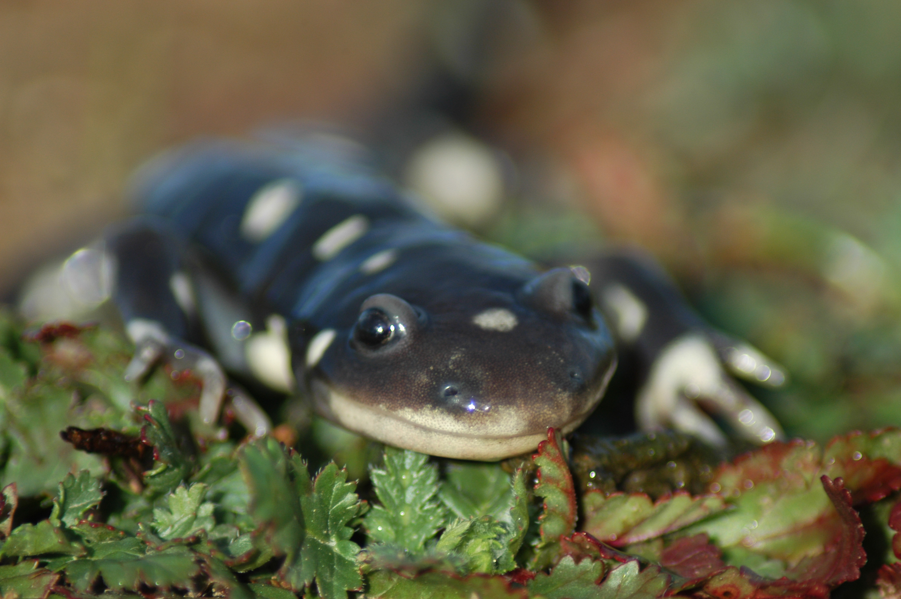 California Tiger Salamander Workshop 2015 program image