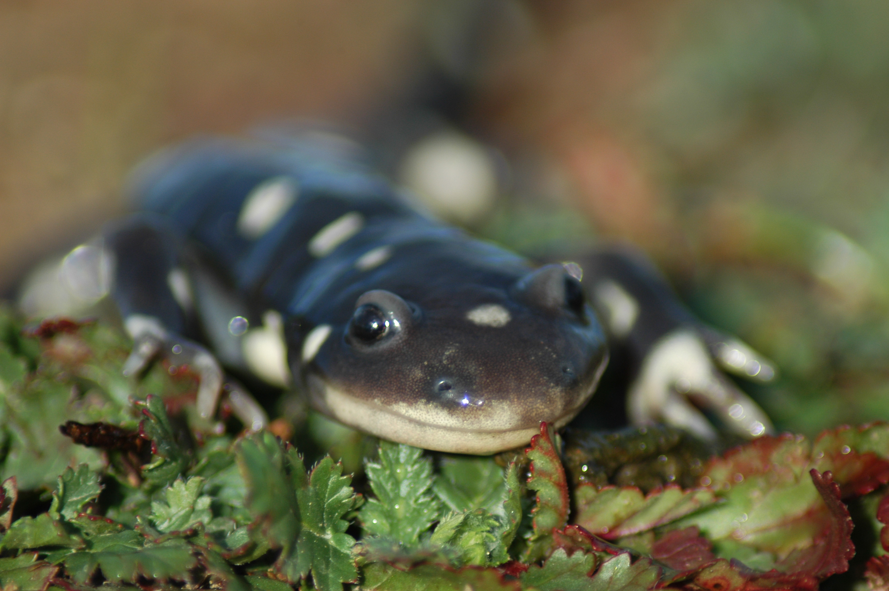 Ecology of California Tiger Salamander for CDFW program image