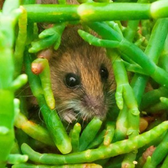 Ecology of Salt Marsh Harvest Mouse program image