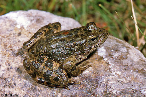 Ecology of Foothill Yellow-Legged Frog program image