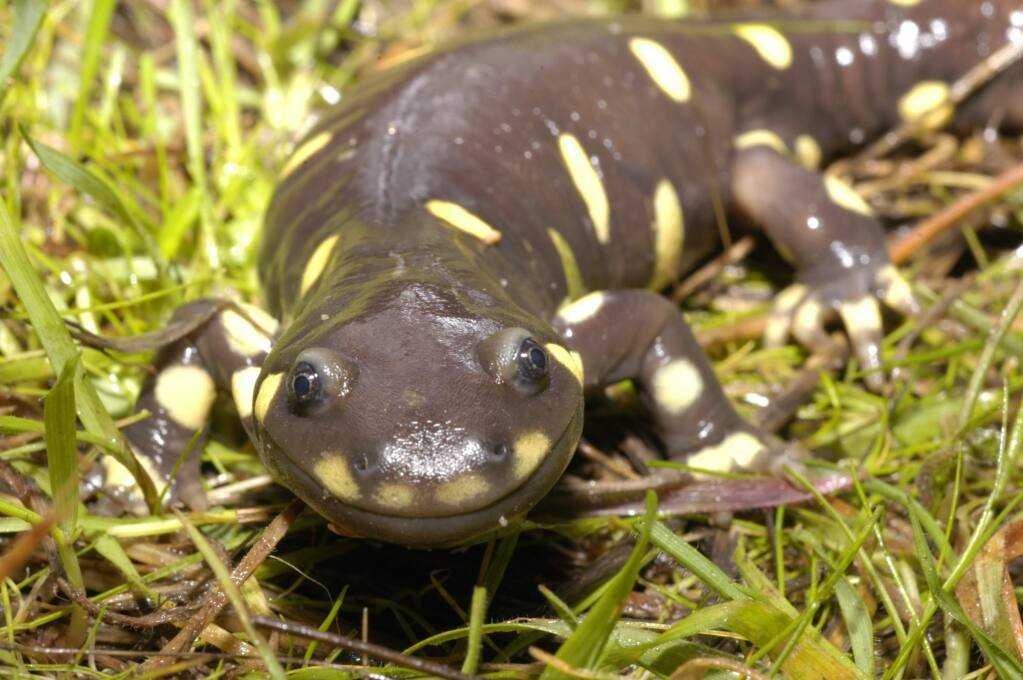 Biology and Management of California Tiger Salamander  program image